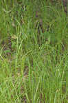 Ouachita Mountain sedge